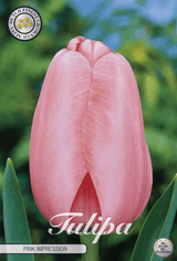 Tulpenroze impressie