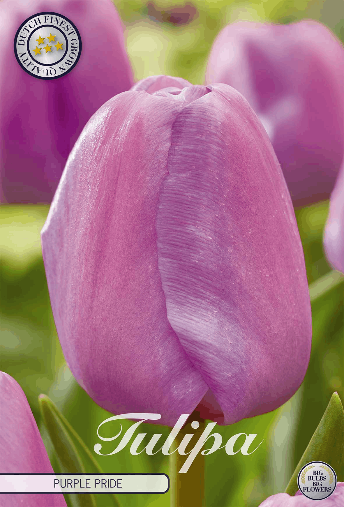 Tulpenpaarse trots
