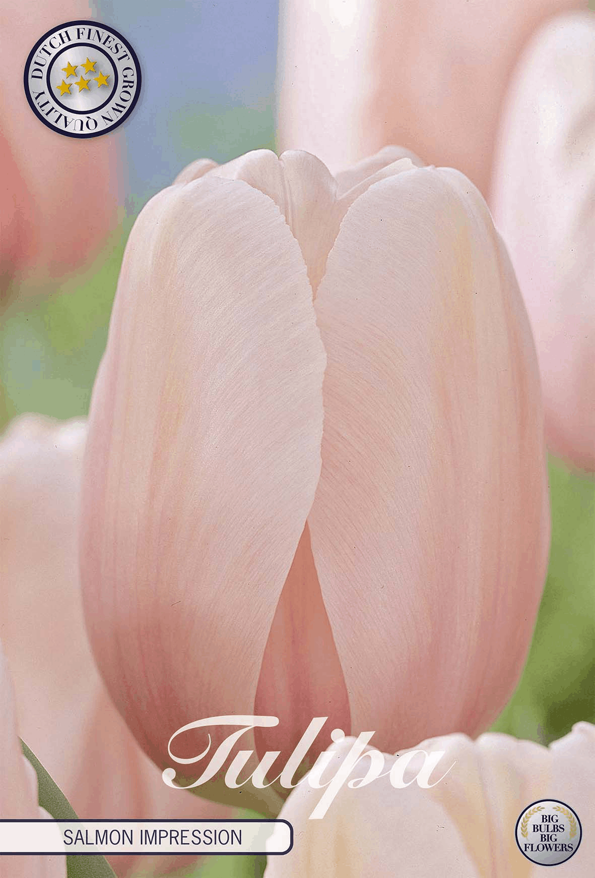 Tulipa zalm impressie