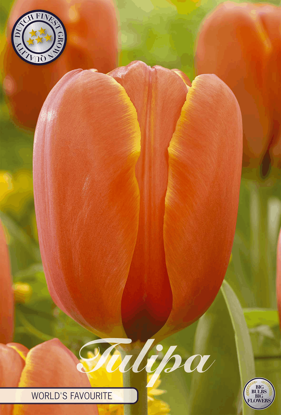 Tulipa, 's werelds favoriet