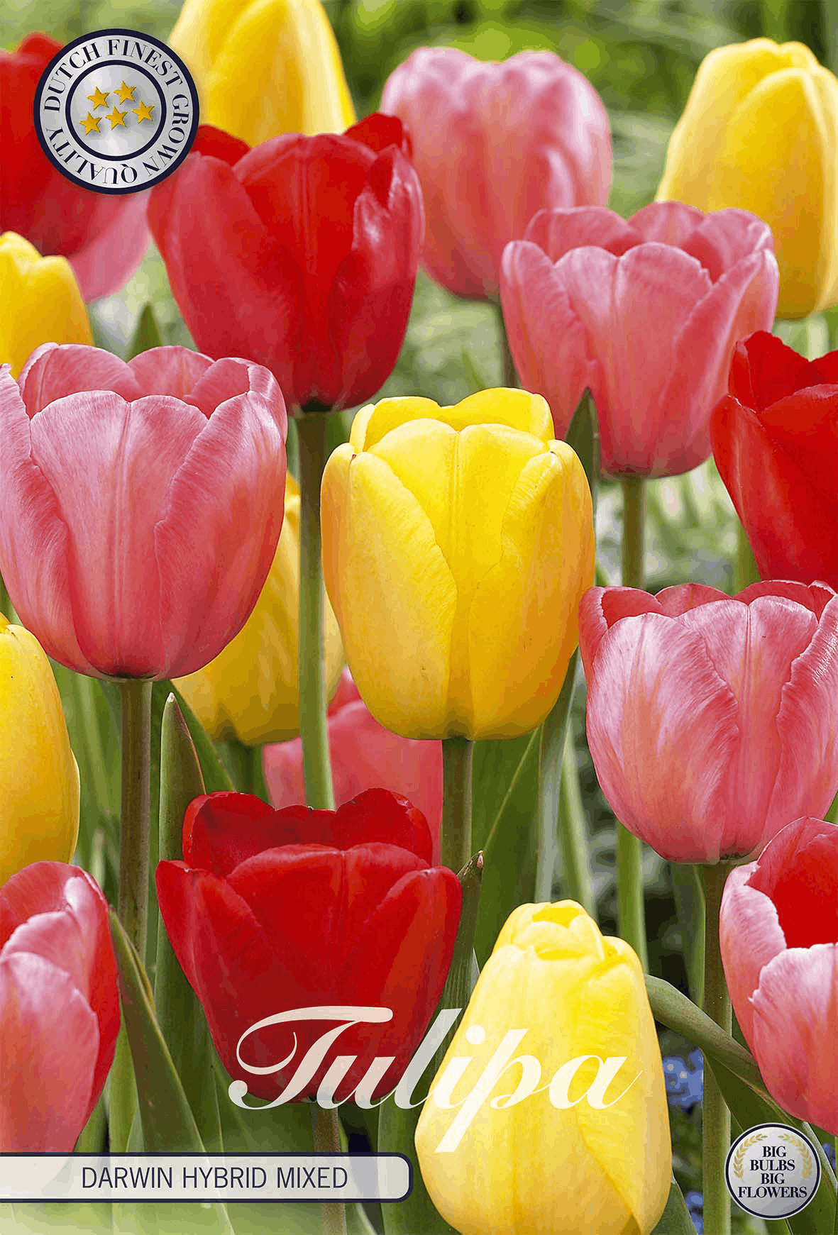 Tulipa Darwin Hybride Gemengd
