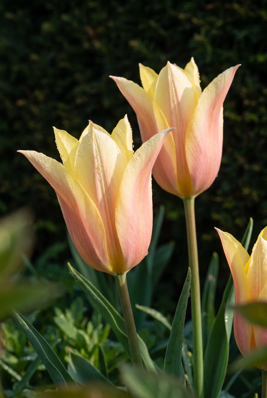 Tulipa Blushing Lady sfeerbeeld