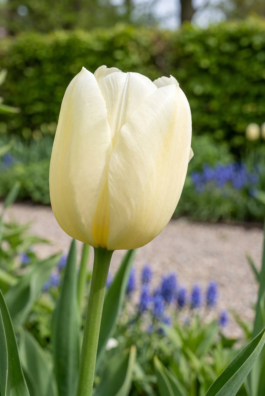 Tulipa City of Vancouver close-up van de bloem