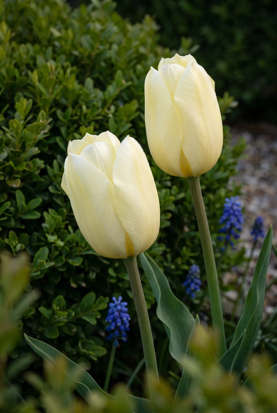Tulipa City of Vancouver sfeerbeeld