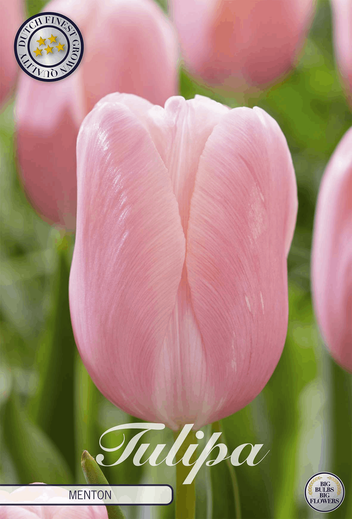 Tulp Menton