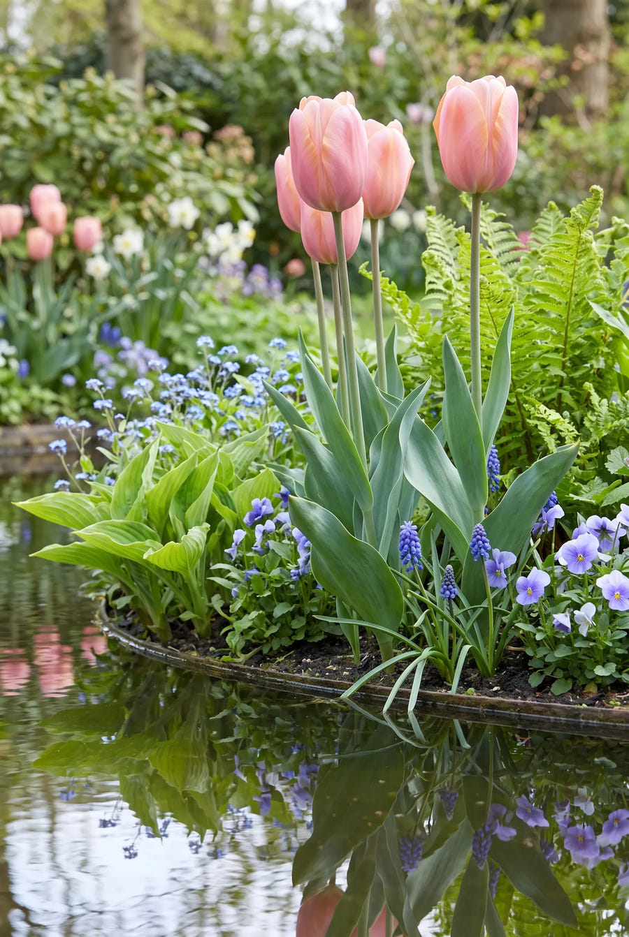 Tulipa Menton in de border