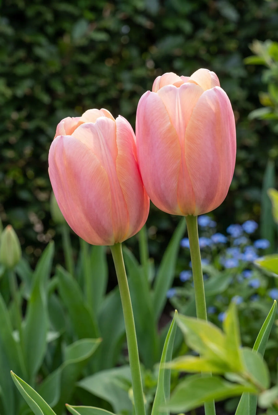 Tulipa Menton sfeerbeeld