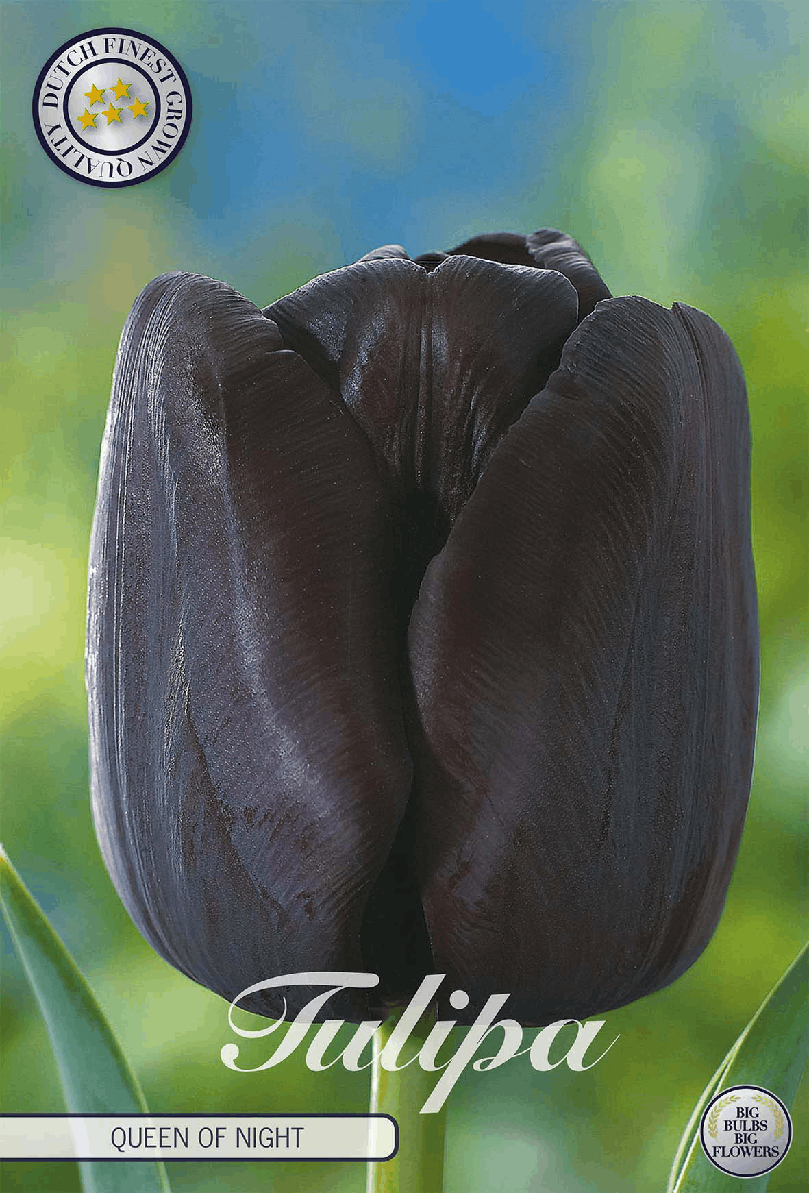 Tulipa Koningin van de Nacht