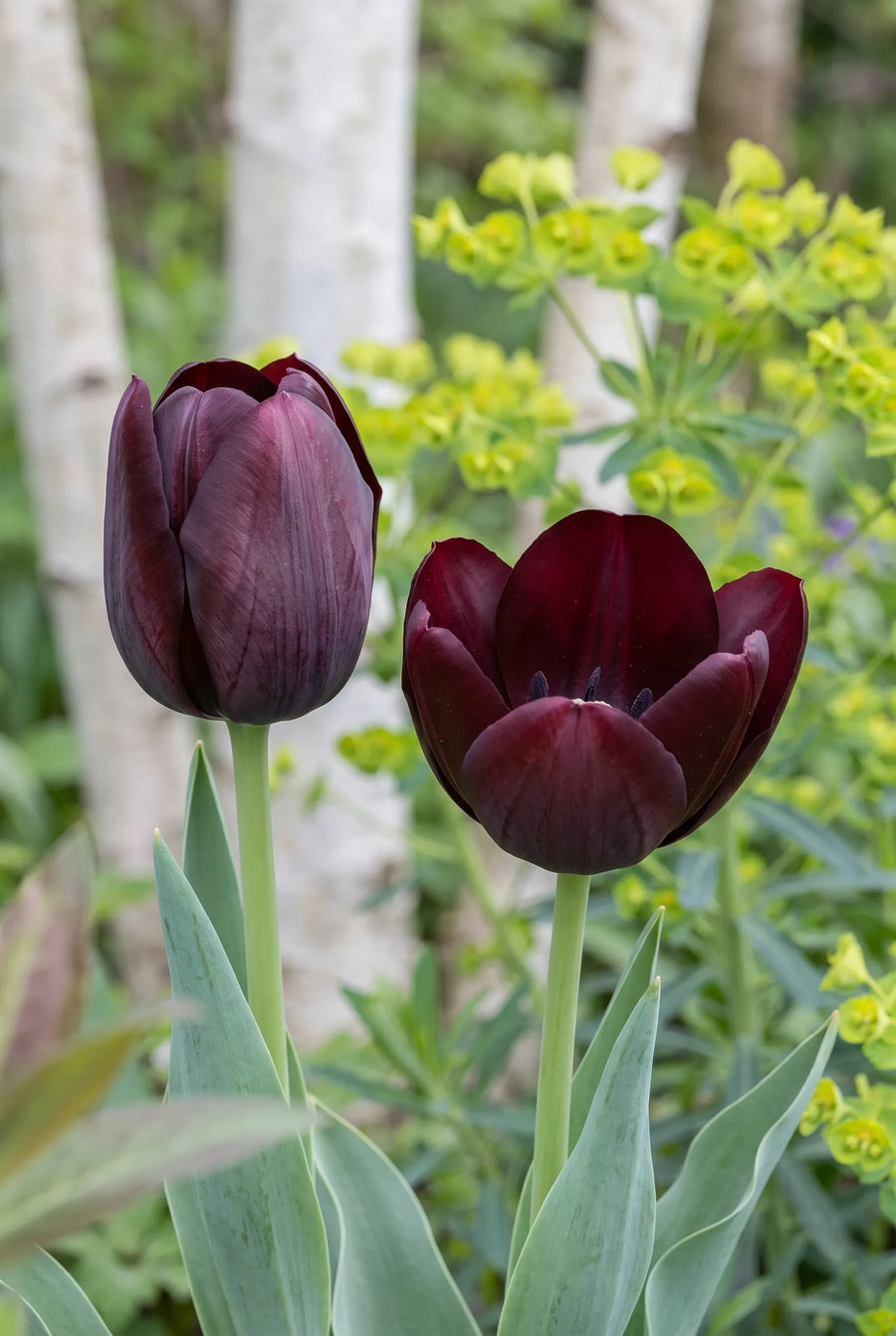Tulipa Queen of Night close-up van de bloem