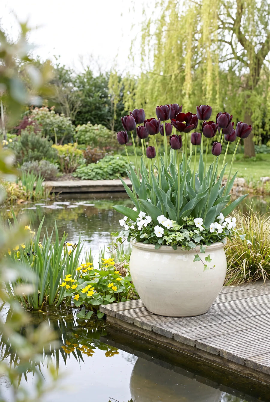 Tulipa Queen of Night in pot op terras