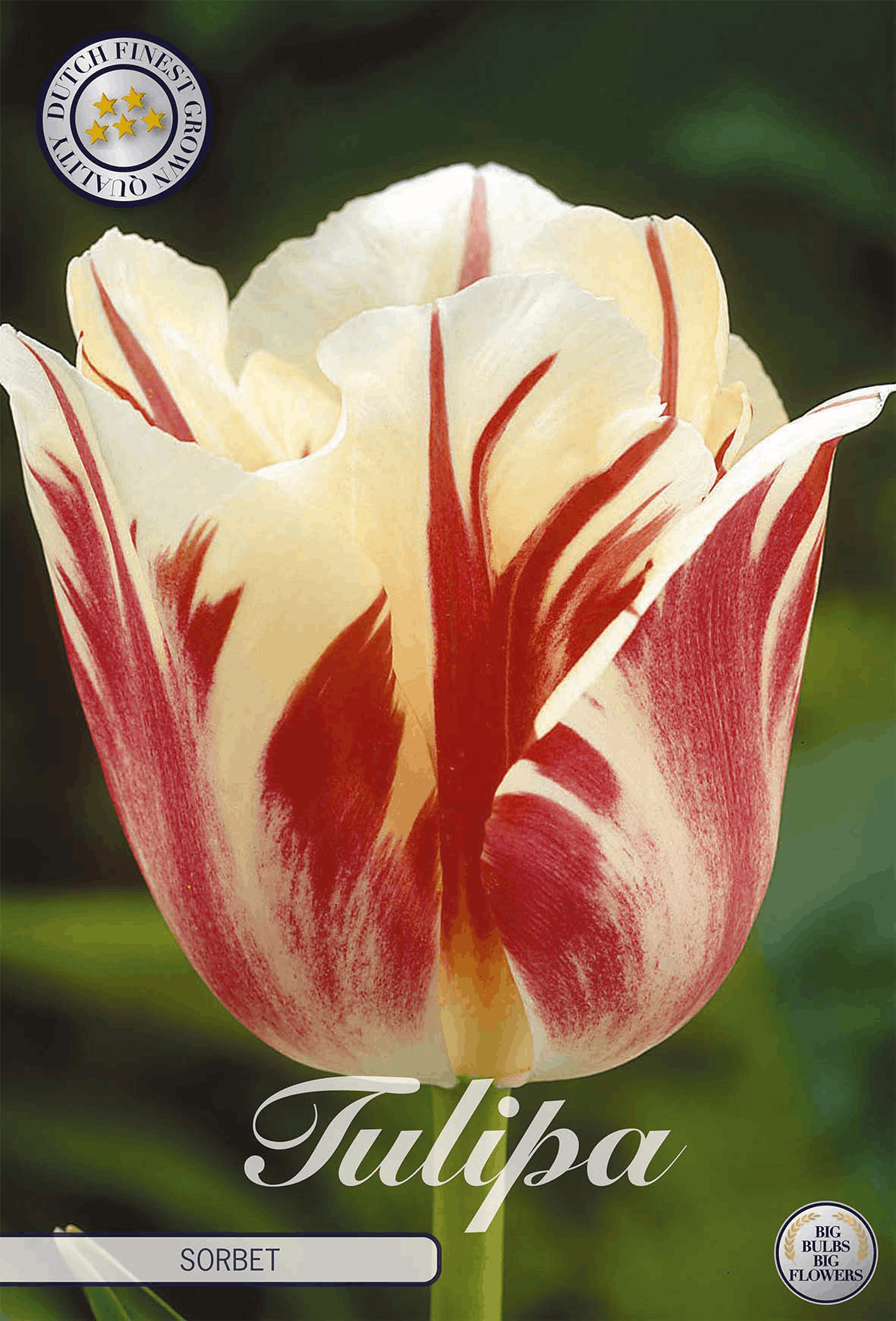 Tulpensorbet