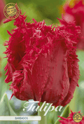 Tulp Barbados