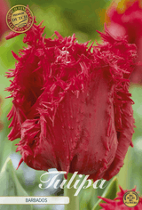 Tulp Barbados