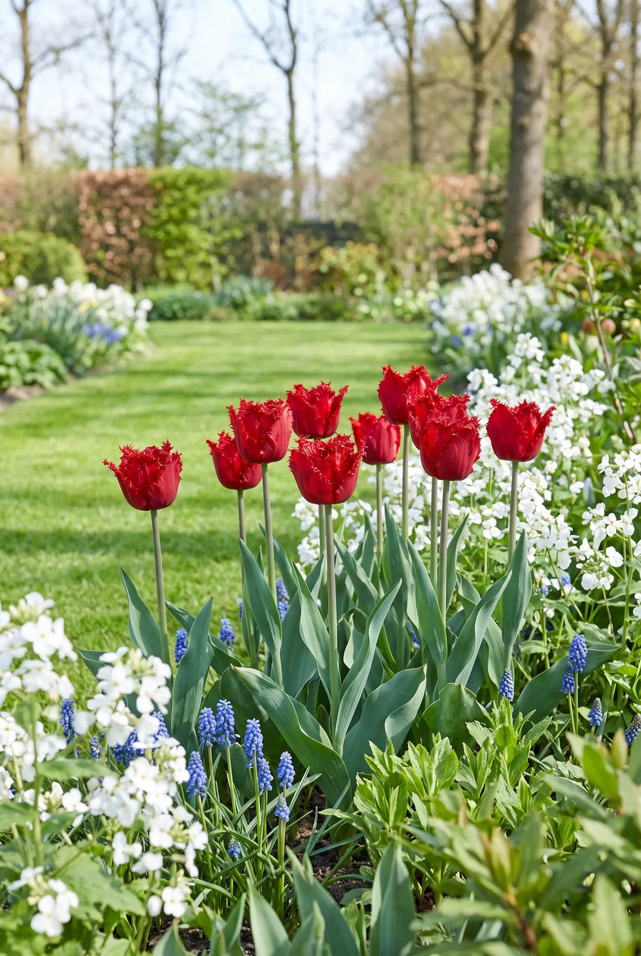 Tulipa Barbados groep in de tuinborder
