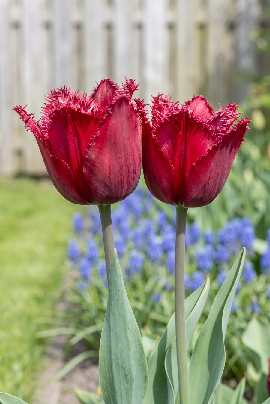 Tulipa Crystal Beauty — close-up van de bloem
