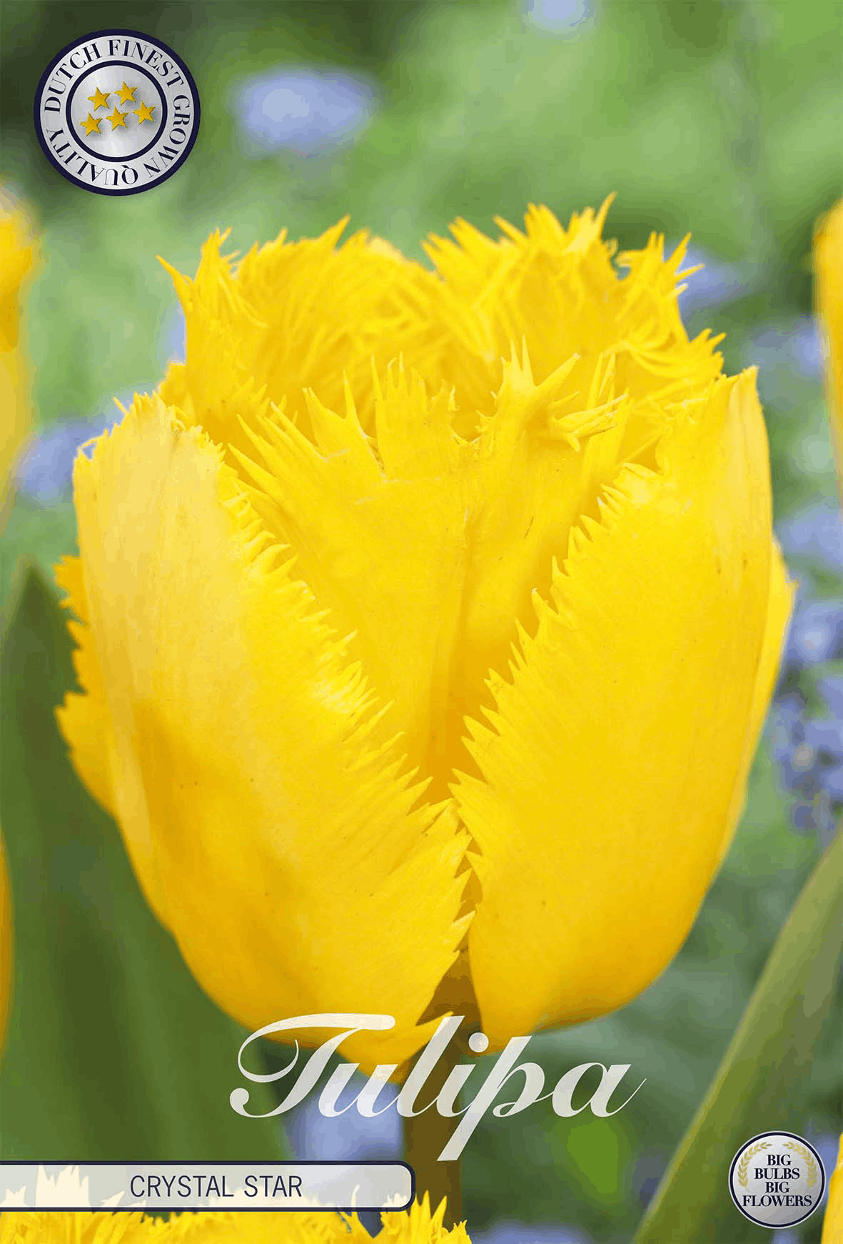 Tulp Kristalster
