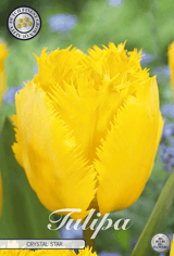 Tulp Kristalster