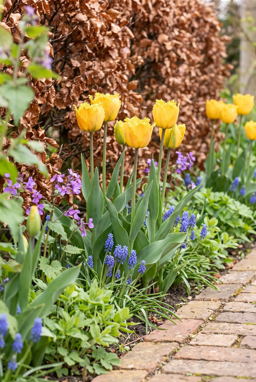 Tulipa Crystal Star in de border