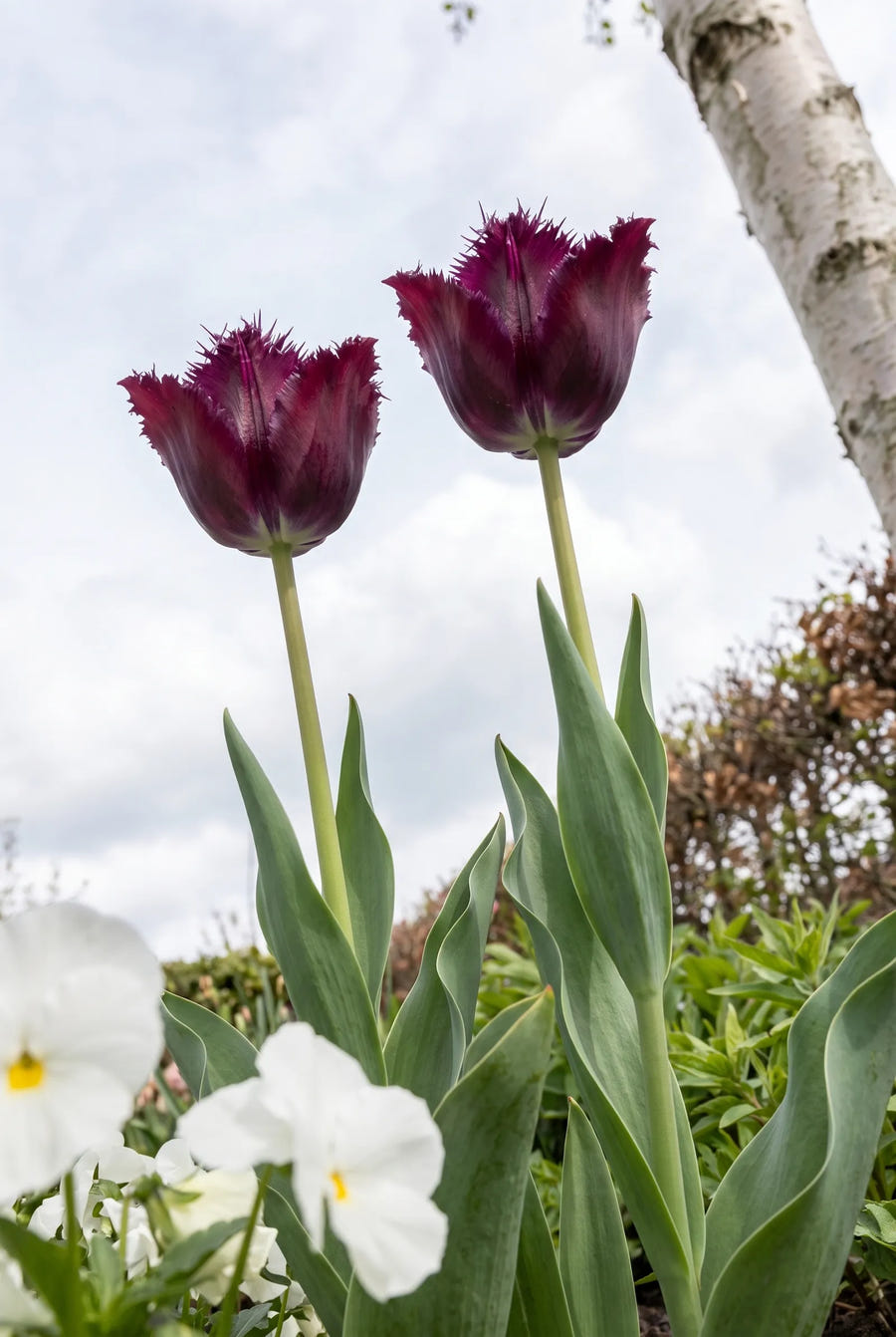 Tulipa Gorilla — in de tuin