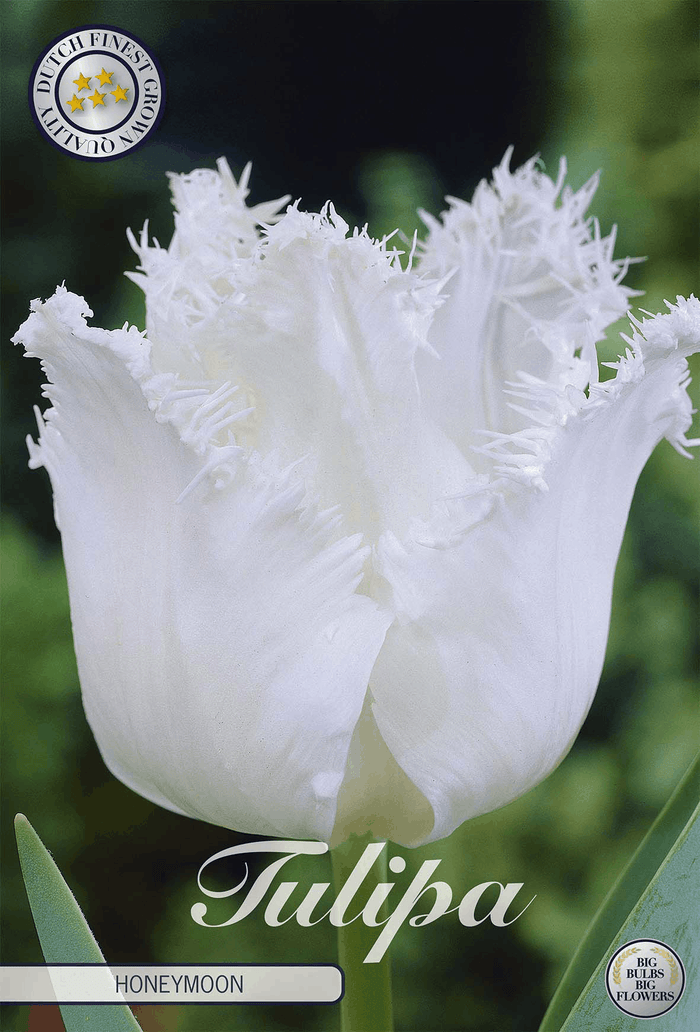 Tulpenhuwelijksreis