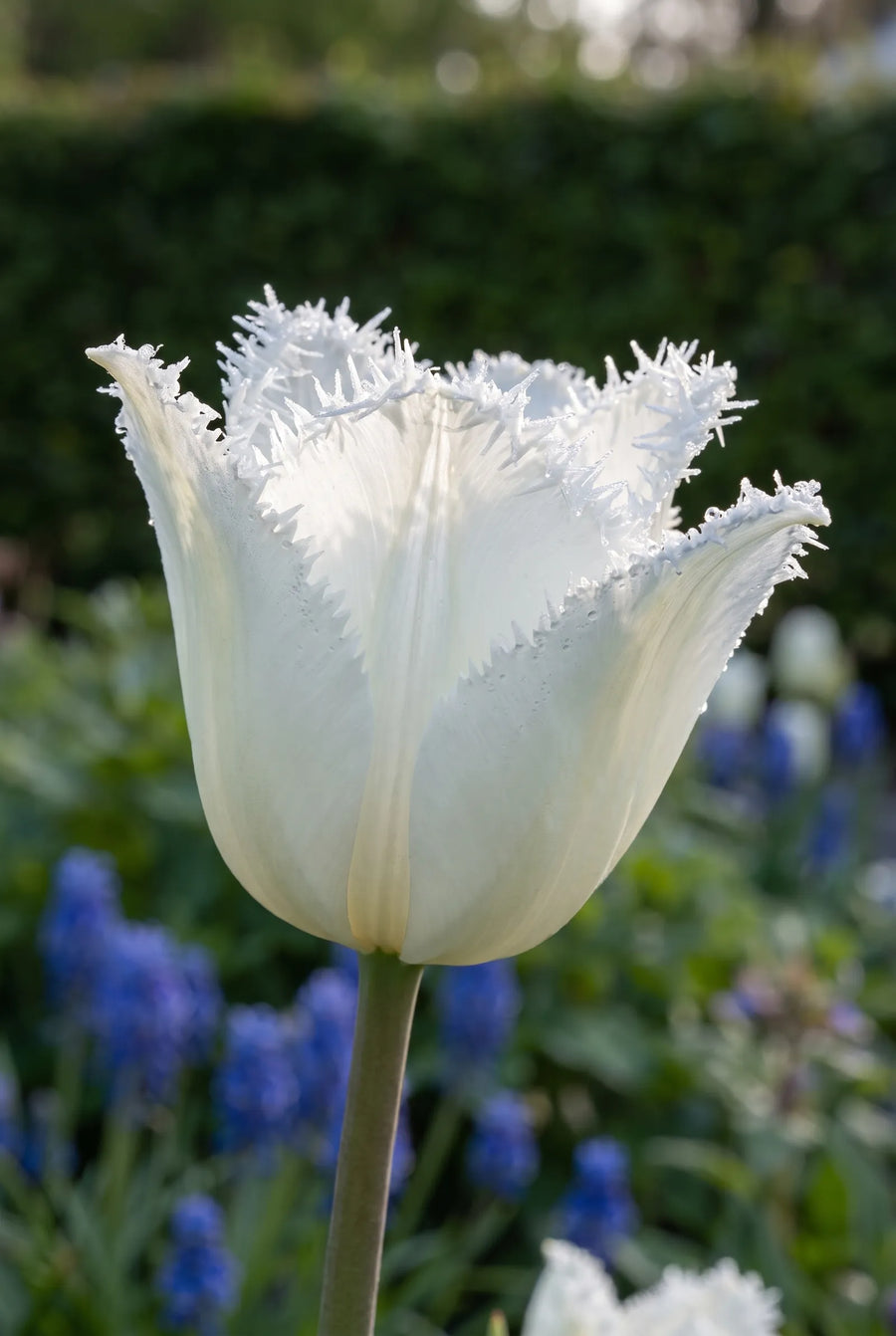 Tulipa Honeymoon — sfeerbeeld