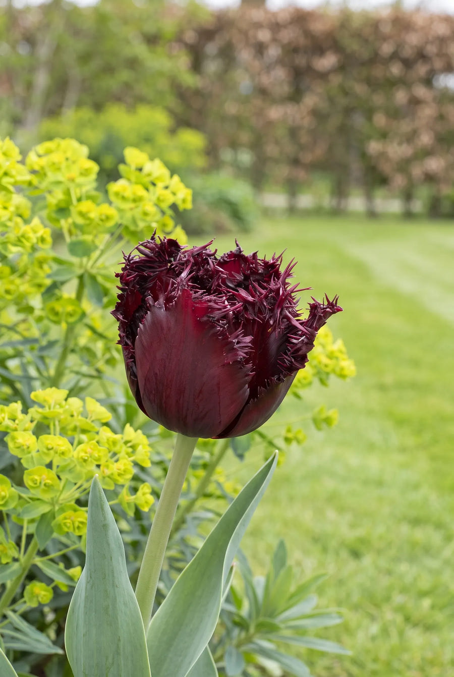 Tulipa Labrador — close-up van de bloem