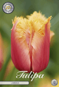 Tulp Lambada