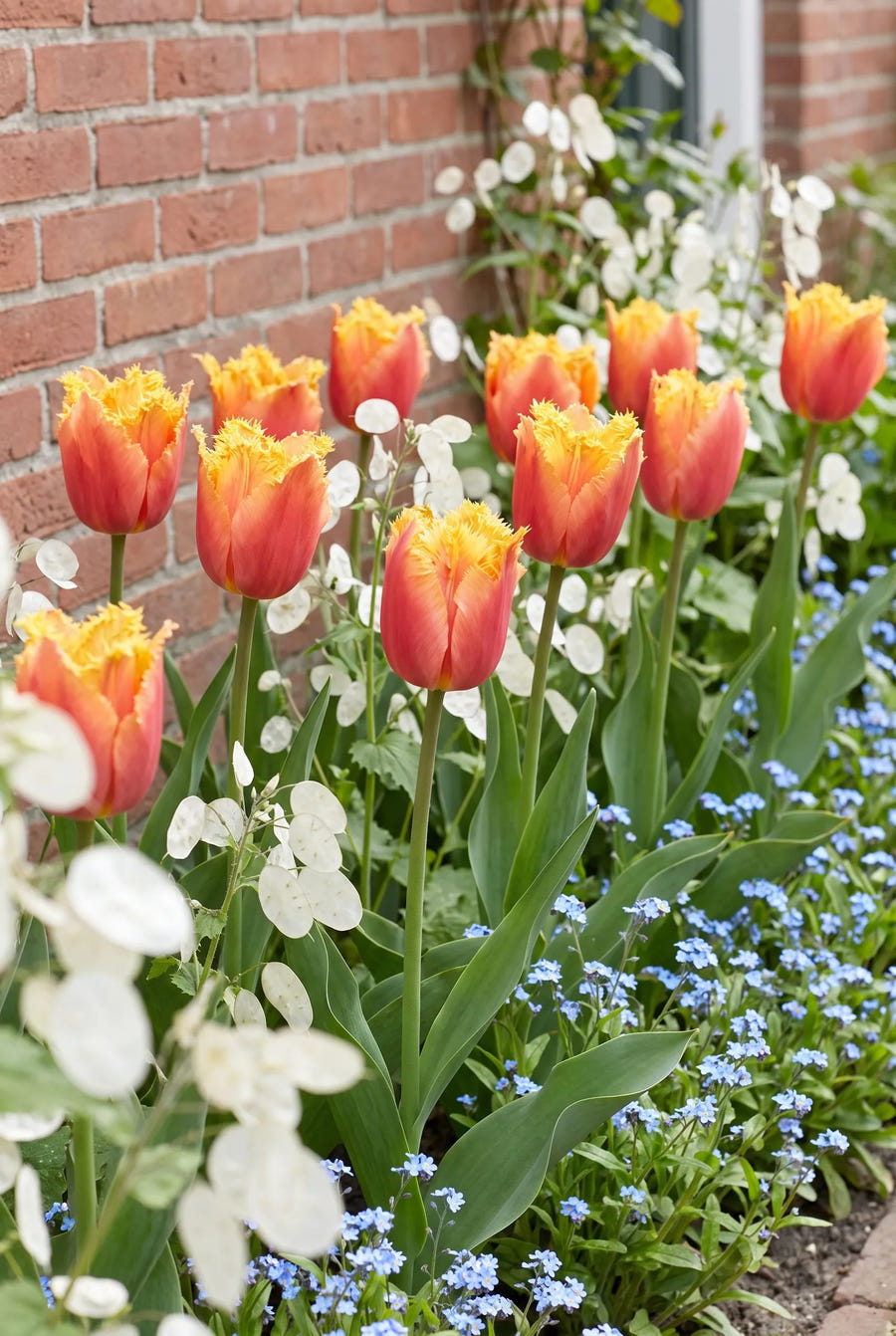 Tulipa Lambada — groep in de tuinborder