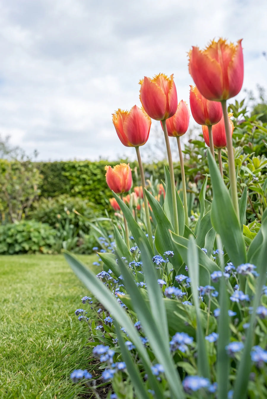 Tulipa Lambada — in de tuin