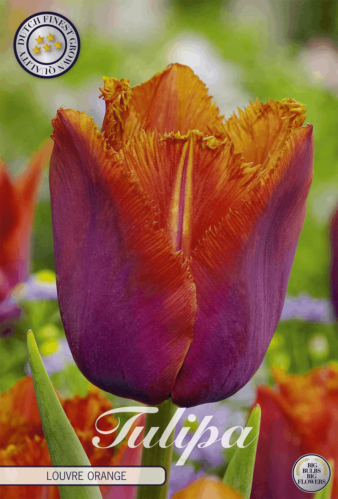Tulp Louvre Oranje