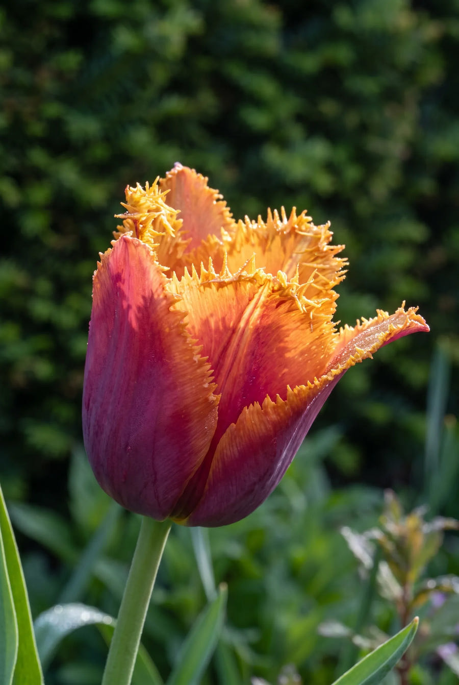 Tulipa Louvre Orange — sfeerbeeld