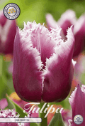 Tulipa San Martin