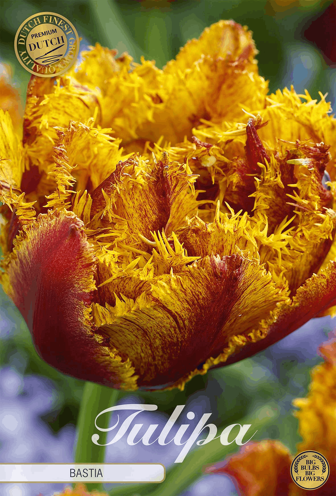 Tulp Bastia