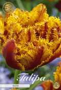 Tulp Bastia