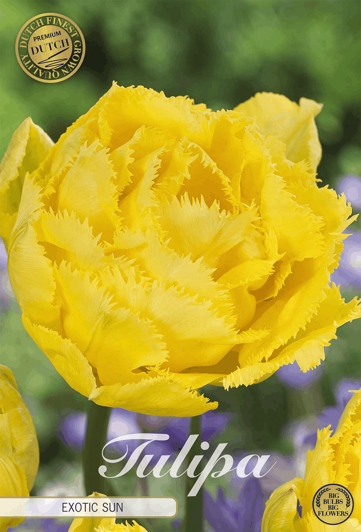 Tulipa Exotische Zon