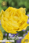 Tulipa Exotische Zon