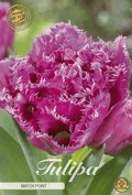 Tulipa Matchpoint premium - BLOM Garden capper image