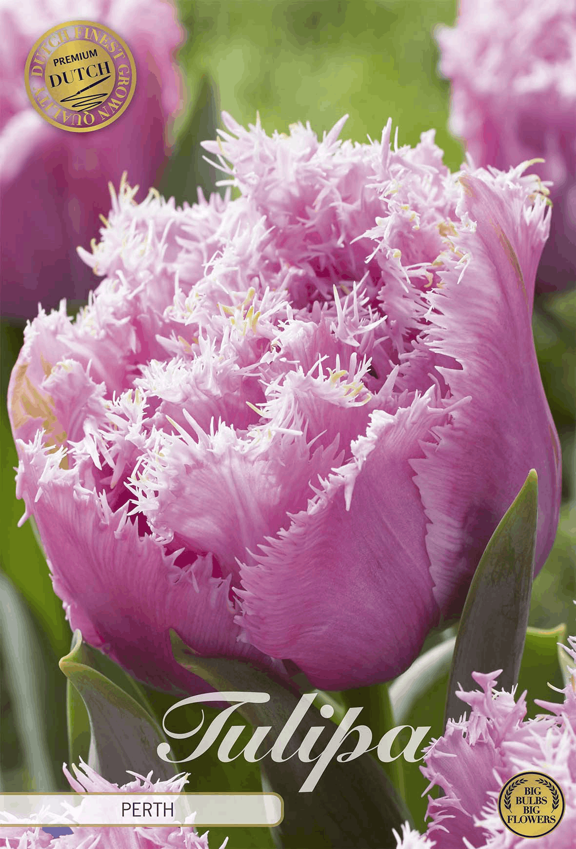 Tulpen Perth