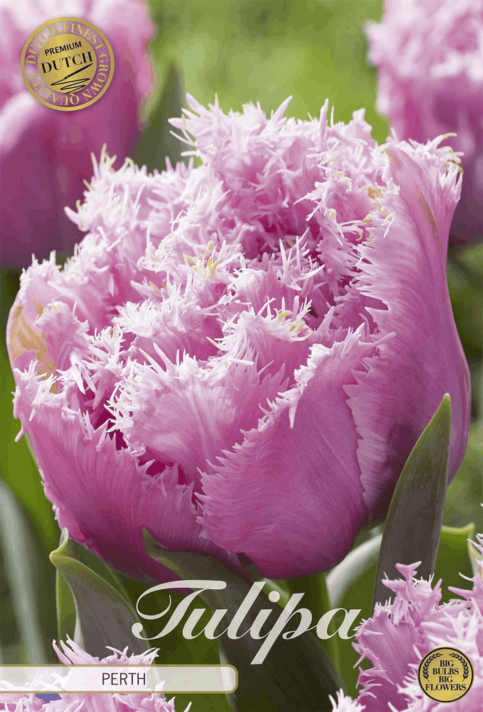 Tulpen Perth