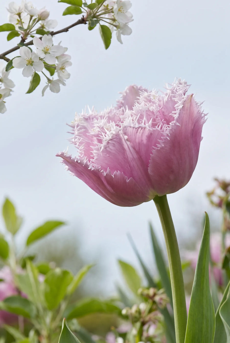 Tulipa Perth — sfeerbeeld