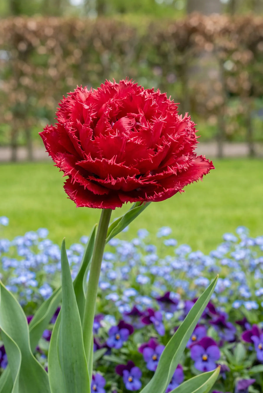 Tulipa Quatar — close-up van de bloem