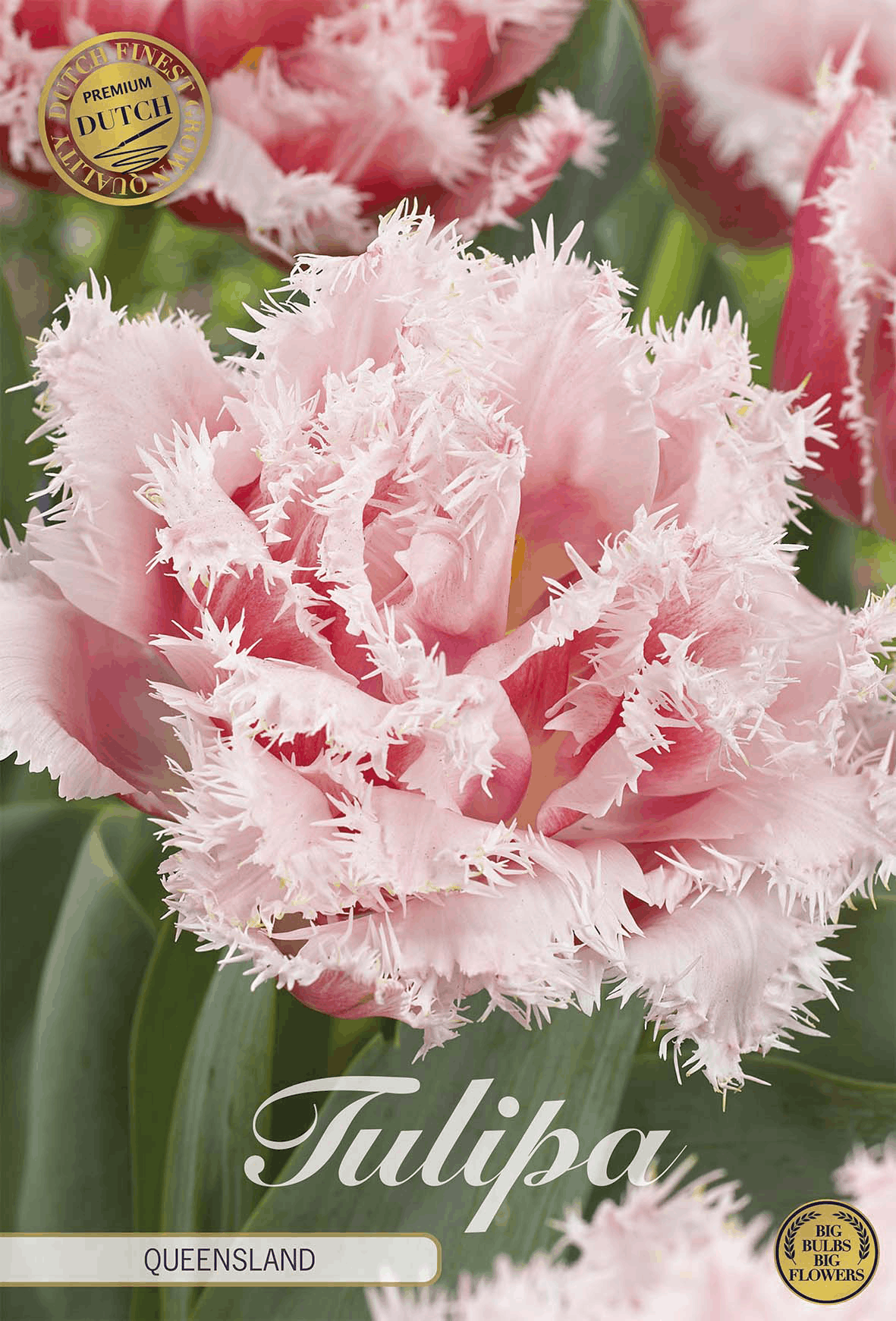 Tulp Queensland
