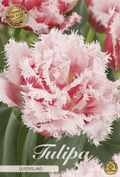 Tulp Queensland