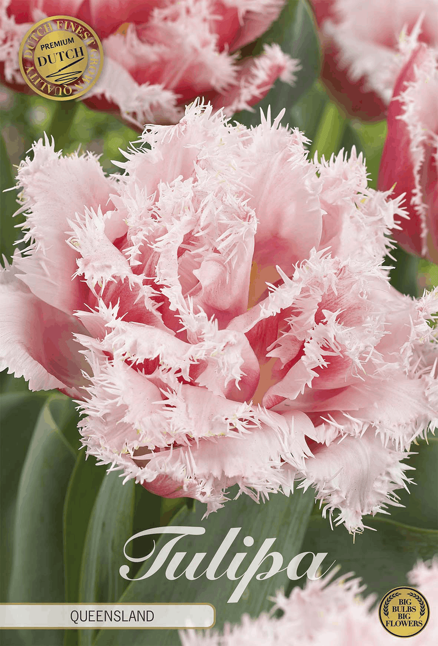 Tulp Queensland