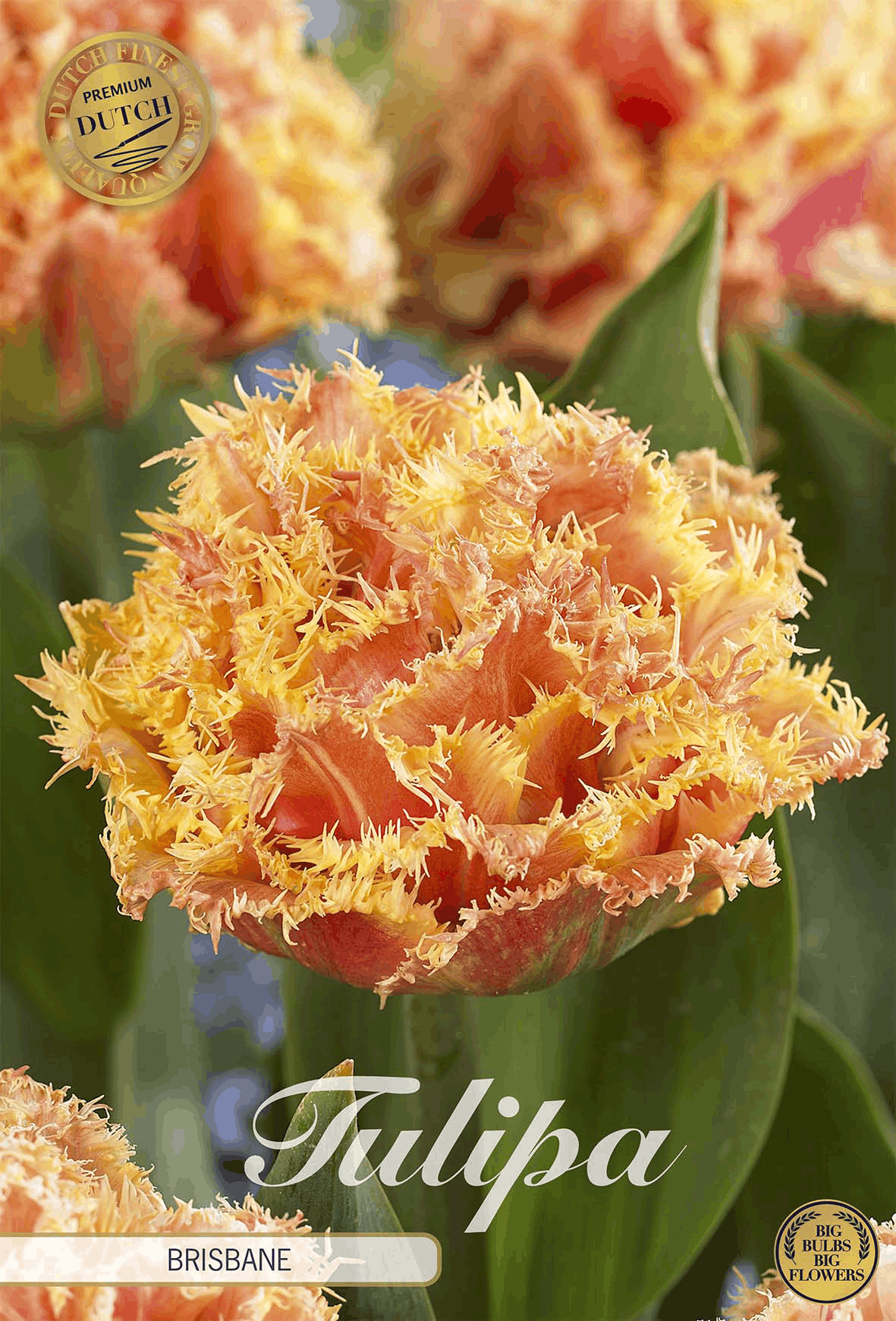 Tulpen Brisbane
