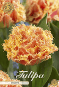 Tulpen Brisbane