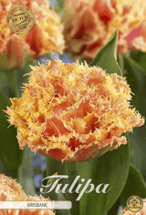 Tulpen Brisbane