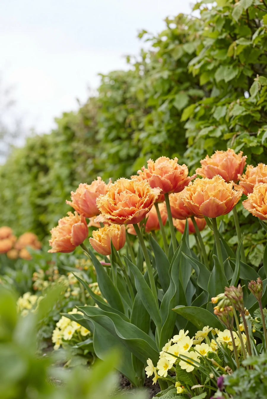 Tulipa Brisbane — in de tuin