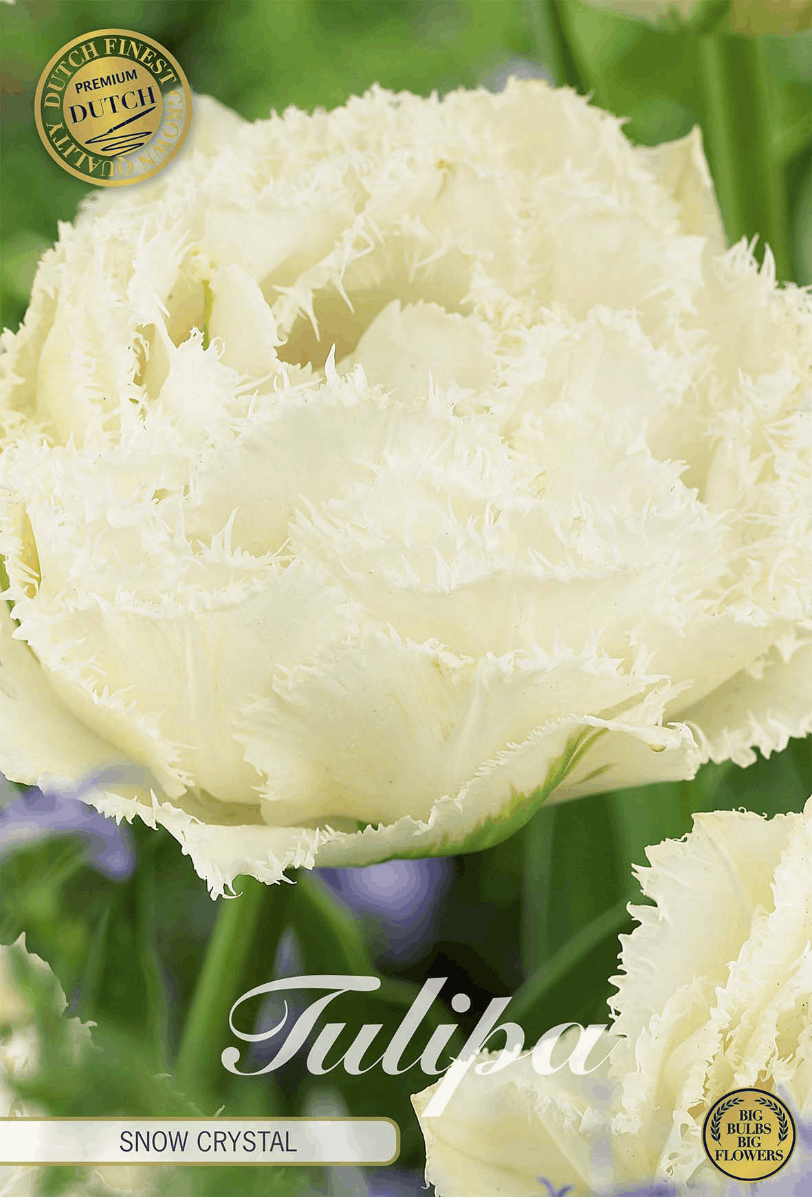 Tulipa Sneeuwkristal