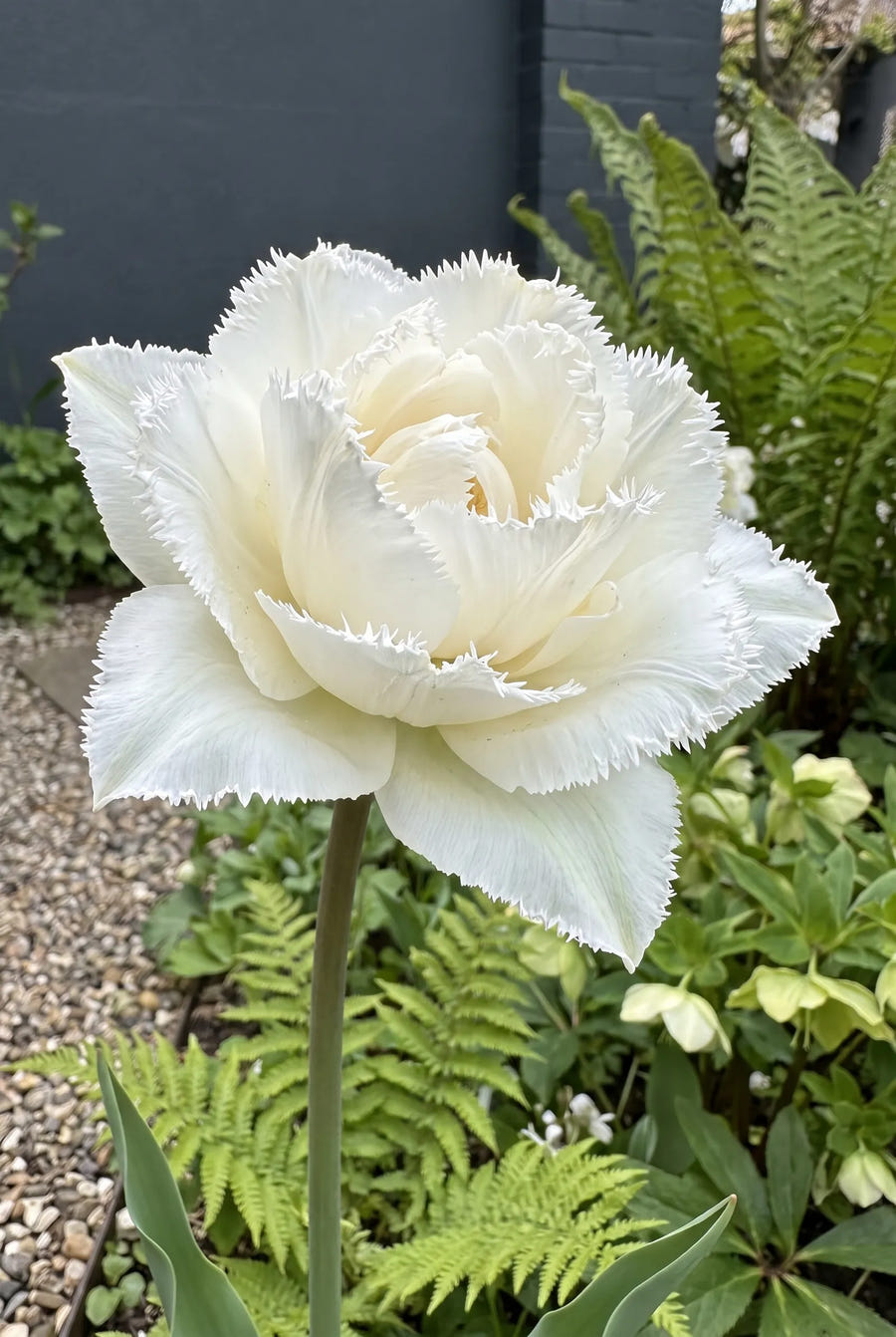 Tulipa Snow Crystal — close-up van de bloem